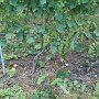 La vigne au mois d'août-septembre, au sol les grappes coupées pour repecter les quotas et assurer une bonne qualité